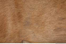 Photo Textures of Animal Skin